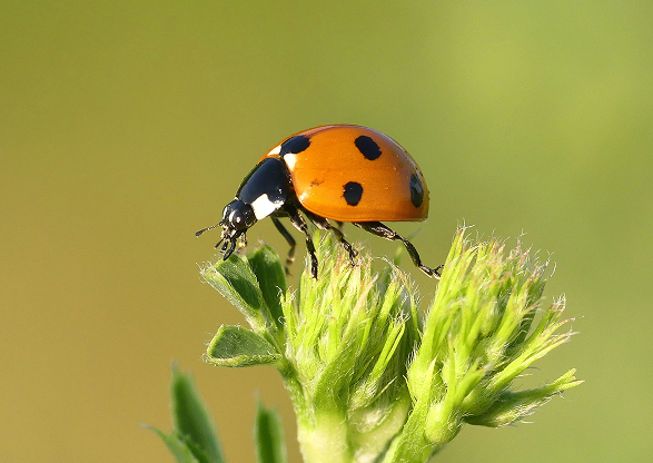 iria-portela-psicologia-infanto-juvenil